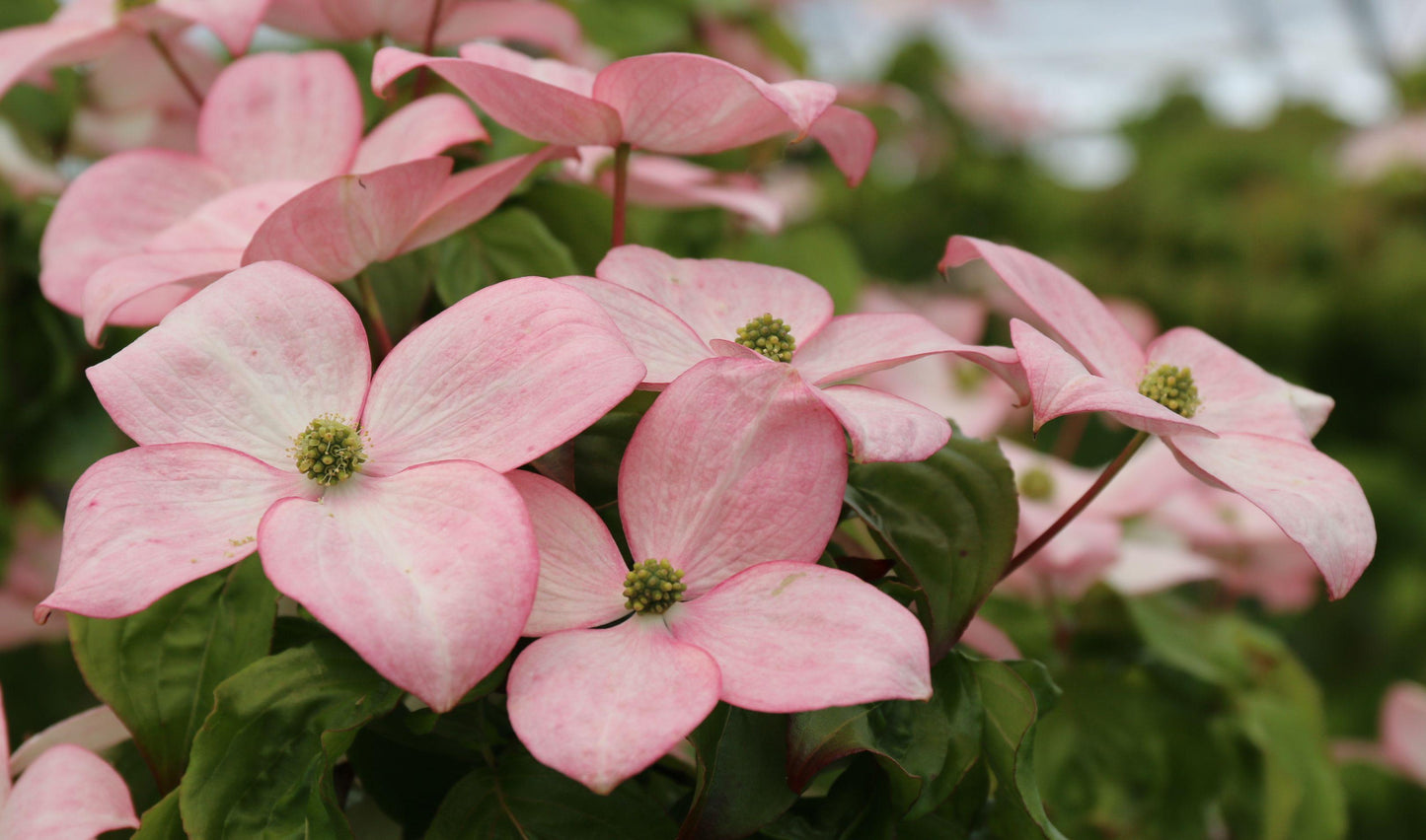 Cornus Kousa Satomi - View 19 from www redcrocus com
