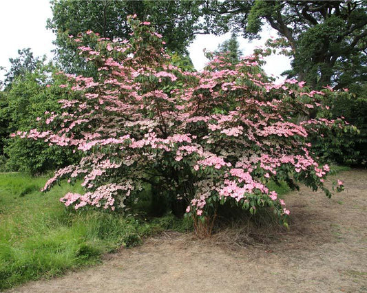 Cornus Kousa Satomi - View 1 from www redcrocus com