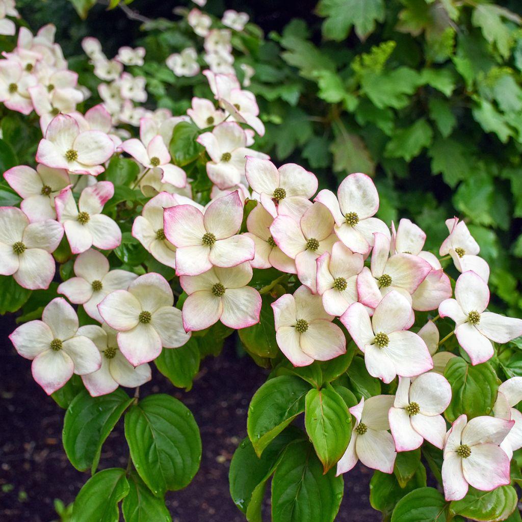 Cornus Kousa Satomi - View 20 from www redcrocus com