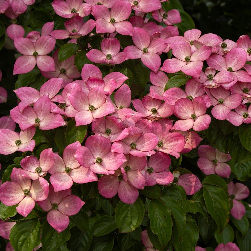 Cornus Kousa Satomi - View 2 from www redcrocus com