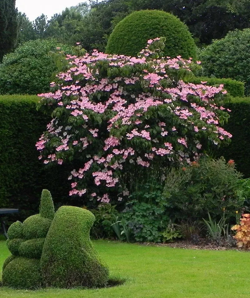 Cornus Kousa Satomi - View 3 from www redcrocus com