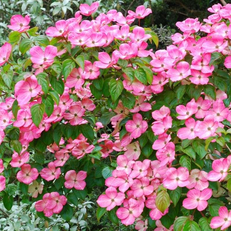 Cornus Kousa Satomi - View 4 from www redcrocus com