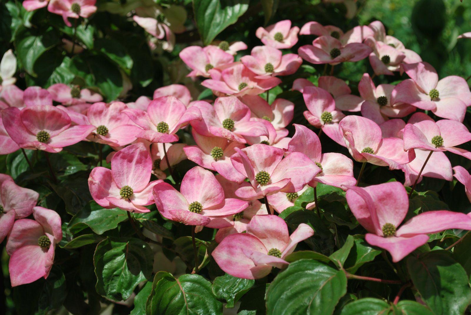 Cornus Kousa Satomi - View 5 from www redcrocus com