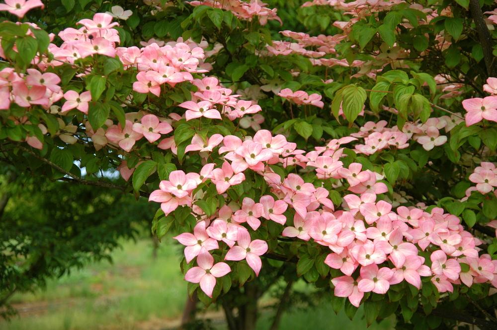 Cornus Kousa Satomi - View 6 from www redcrocus com