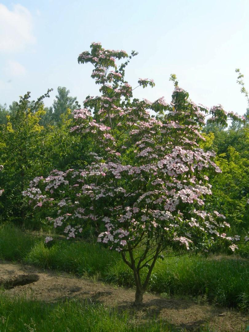 Cornus Kousa Satomi - View 7 from www redcrocus com