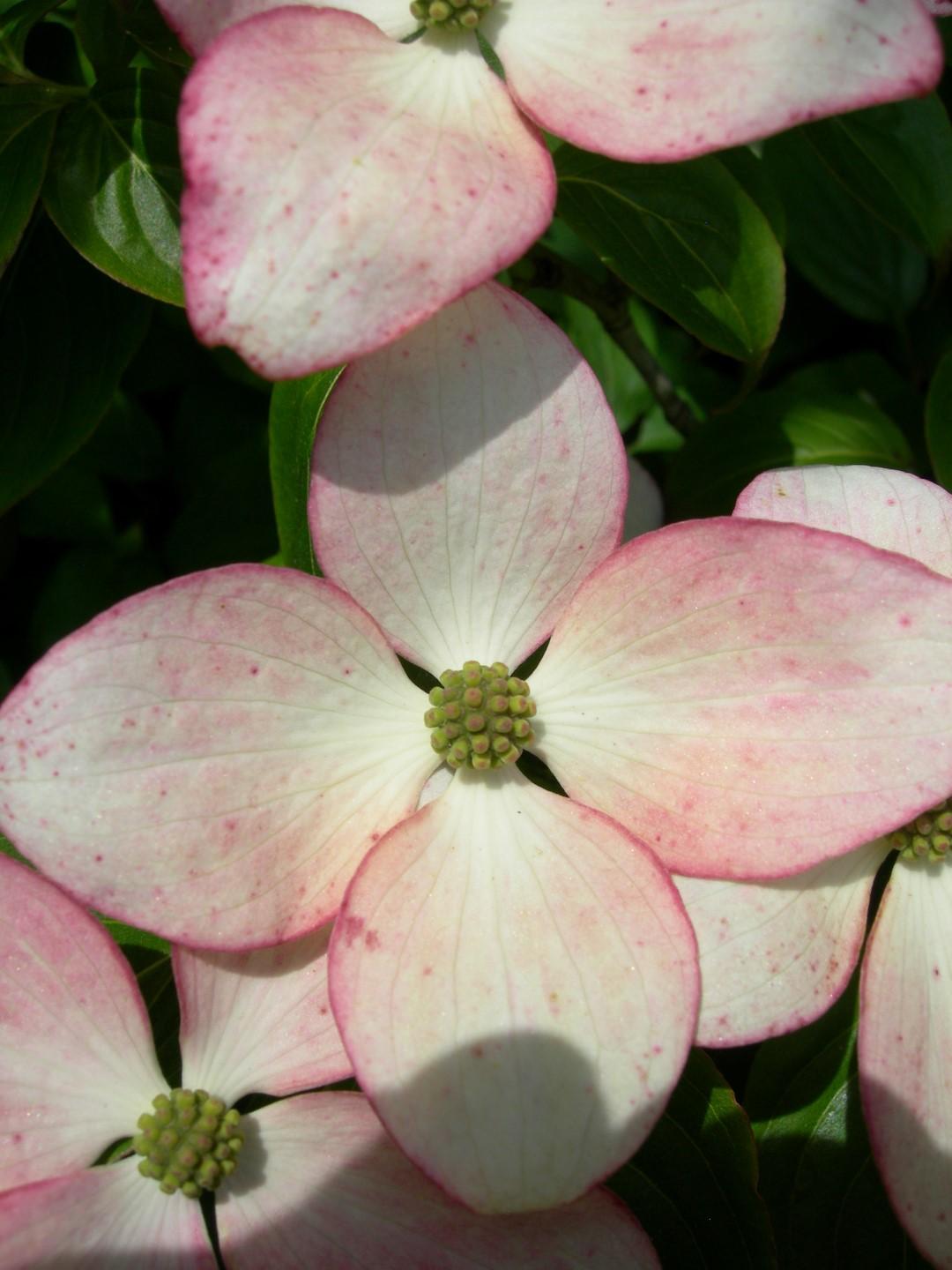 Cornus Kousa Satomi - View 8 from www redcrocus com