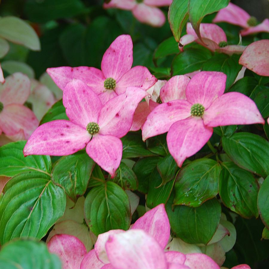 Cornus Kousa Satomi - View 9 from www redcrocus com