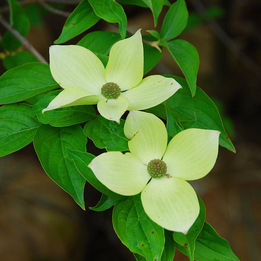 Cornus Kousa Starlight Single - View 10 from www redcrocus com