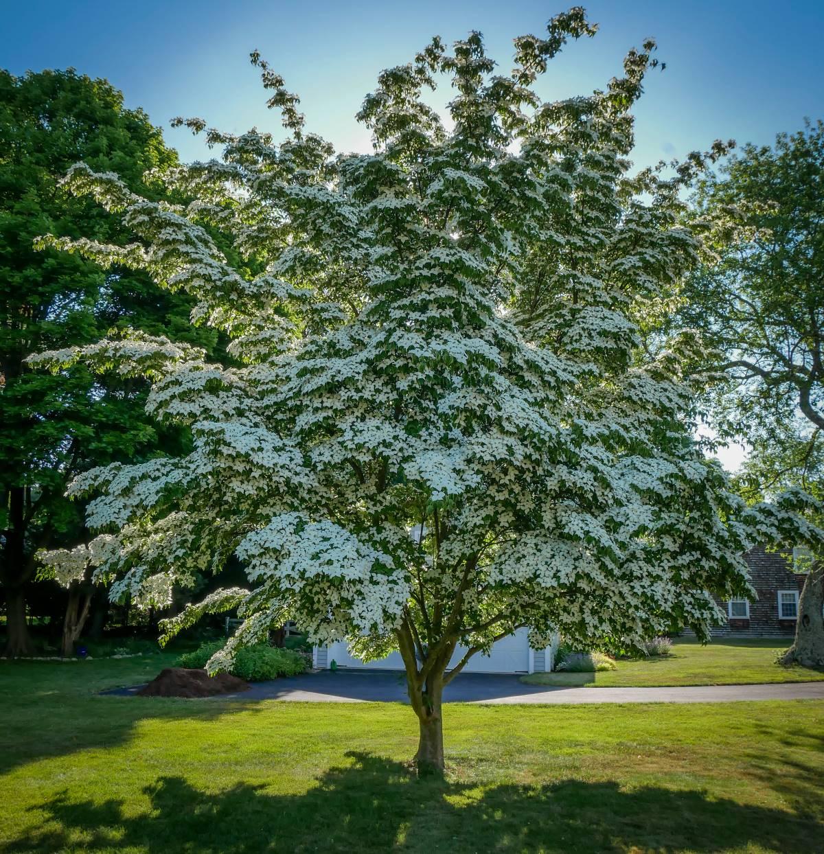 Cornus Kousa Starlight Single - View 11 from www redcrocus com
