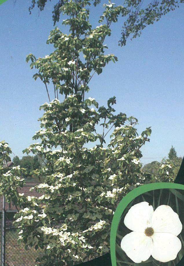 Cornus Kousa Starlight Single - View 12 from www redcrocus com