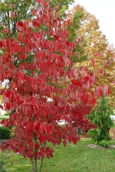 Cornus Kousa Starlight Single - View 15 from www redcrocus com