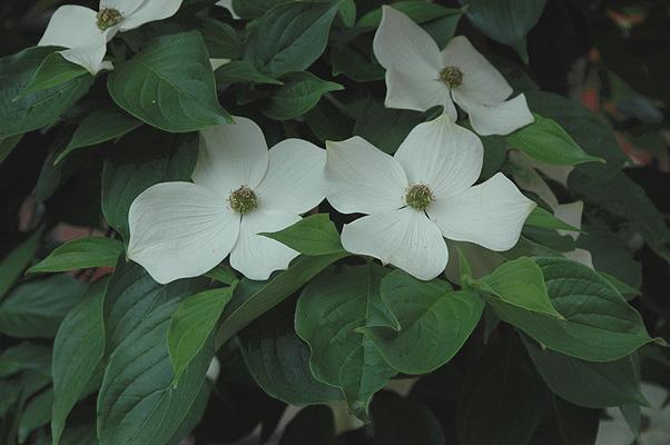 Cornus Kousa Starlight Single - View 16 from www redcrocus com