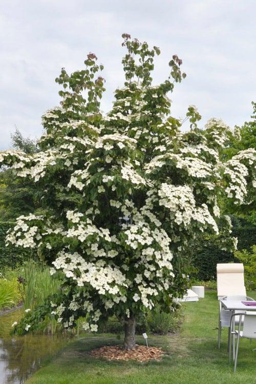 Cornus Kousa Starlight Single - View 1 from www redcrocus com