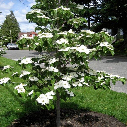 Cornus Kousa Starlight Single - View 2 from www redcrocus com