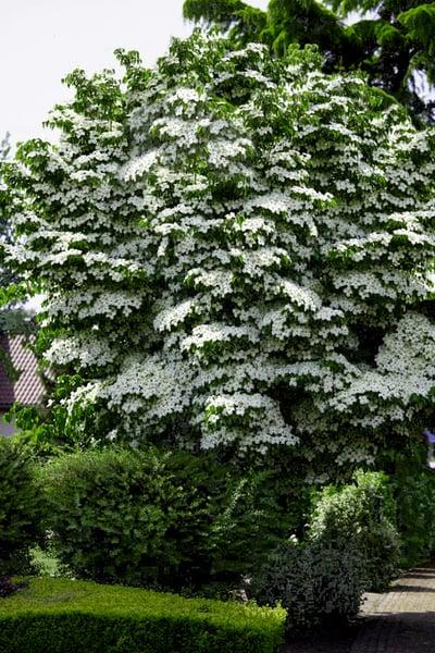 Cornus Kousa Starlight Single - View 3 from www redcrocus com