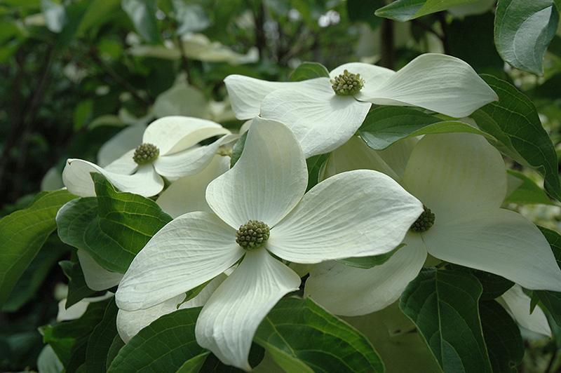 Cornus Kousa Starlight Single - View 4 from www redcrocus com