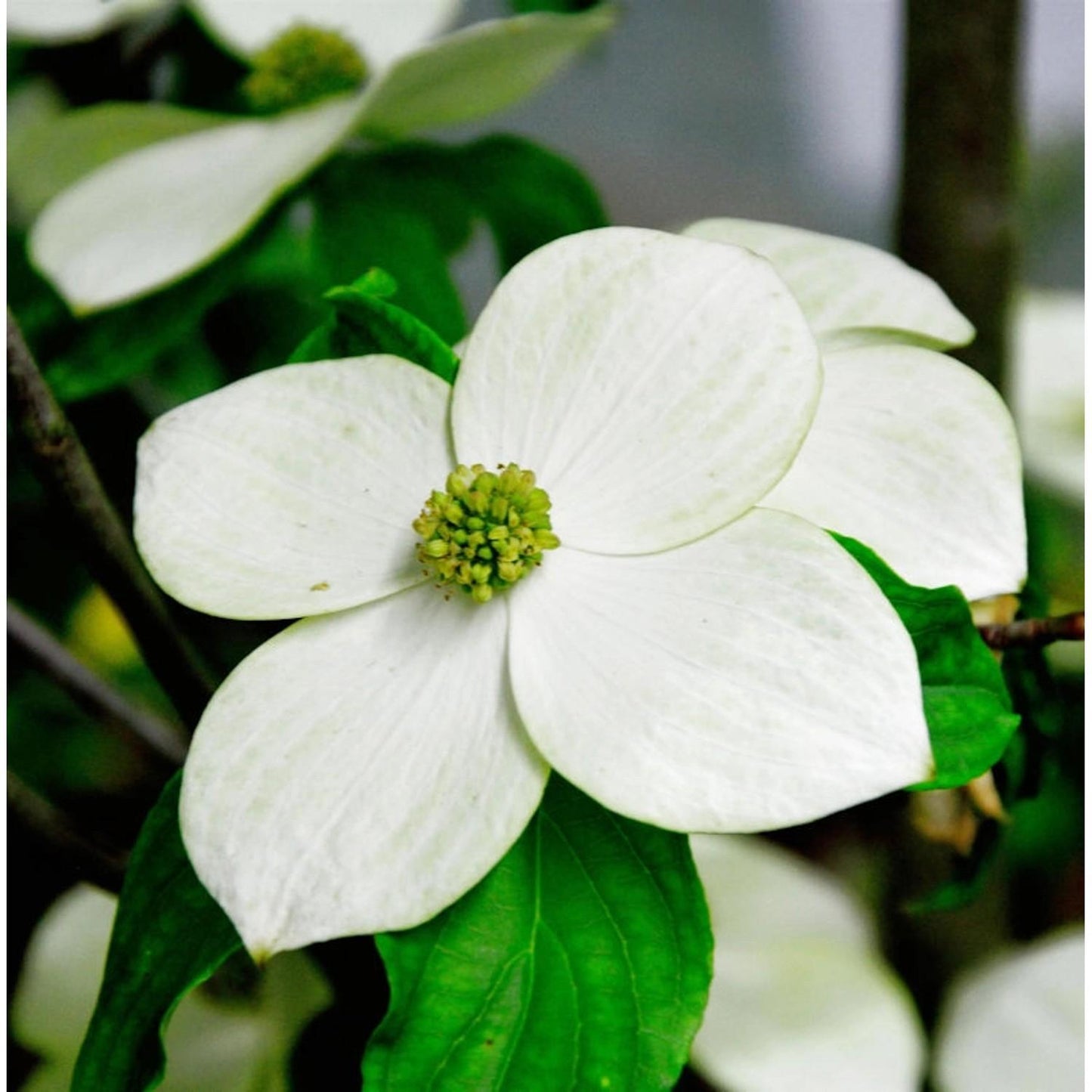 Cornus Kousa Starlight Single - View 7 from www redcrocus com