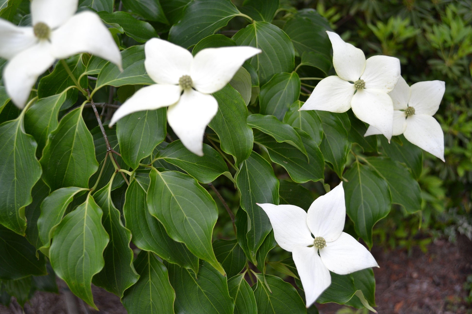Cornus Kousa Starlight Single - View 8 from www redcrocus com