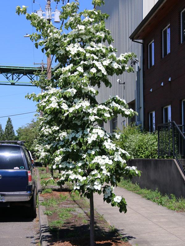 Cornus Kousa Starlight Single - View 9 from www redcrocus com