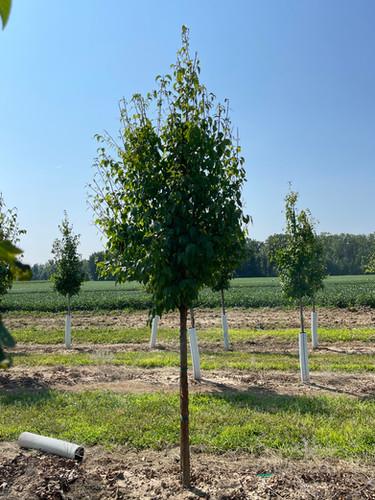 Syringa Pekinensis Great Wall - View 10 from www redcrocus com