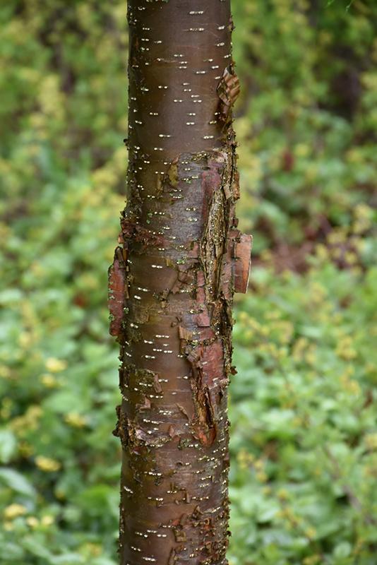 Syringa Pekinensis Great Wall - View 11 from www redcrocus com