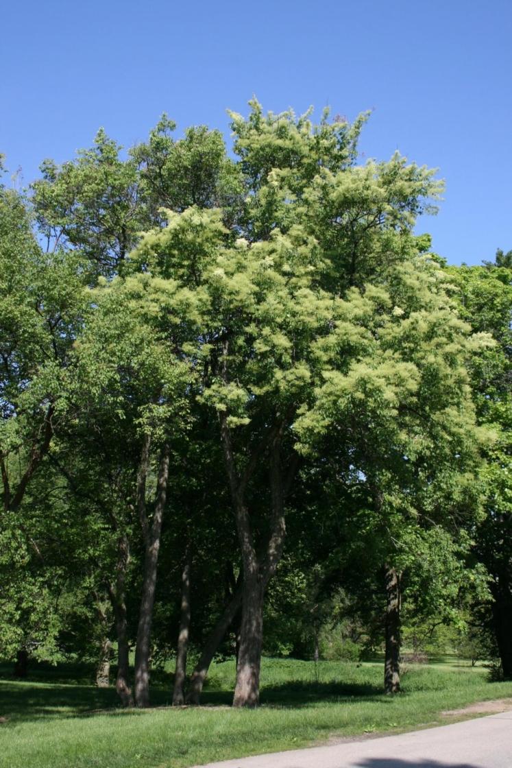 Syringa Pekinensis Great Wall - View 12 from www redcrocus com