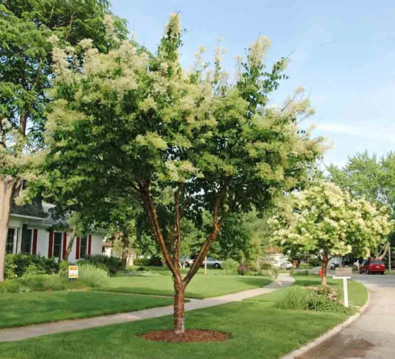 Syringa Pekinensis Great Wall - View 14 from www redcrocus com