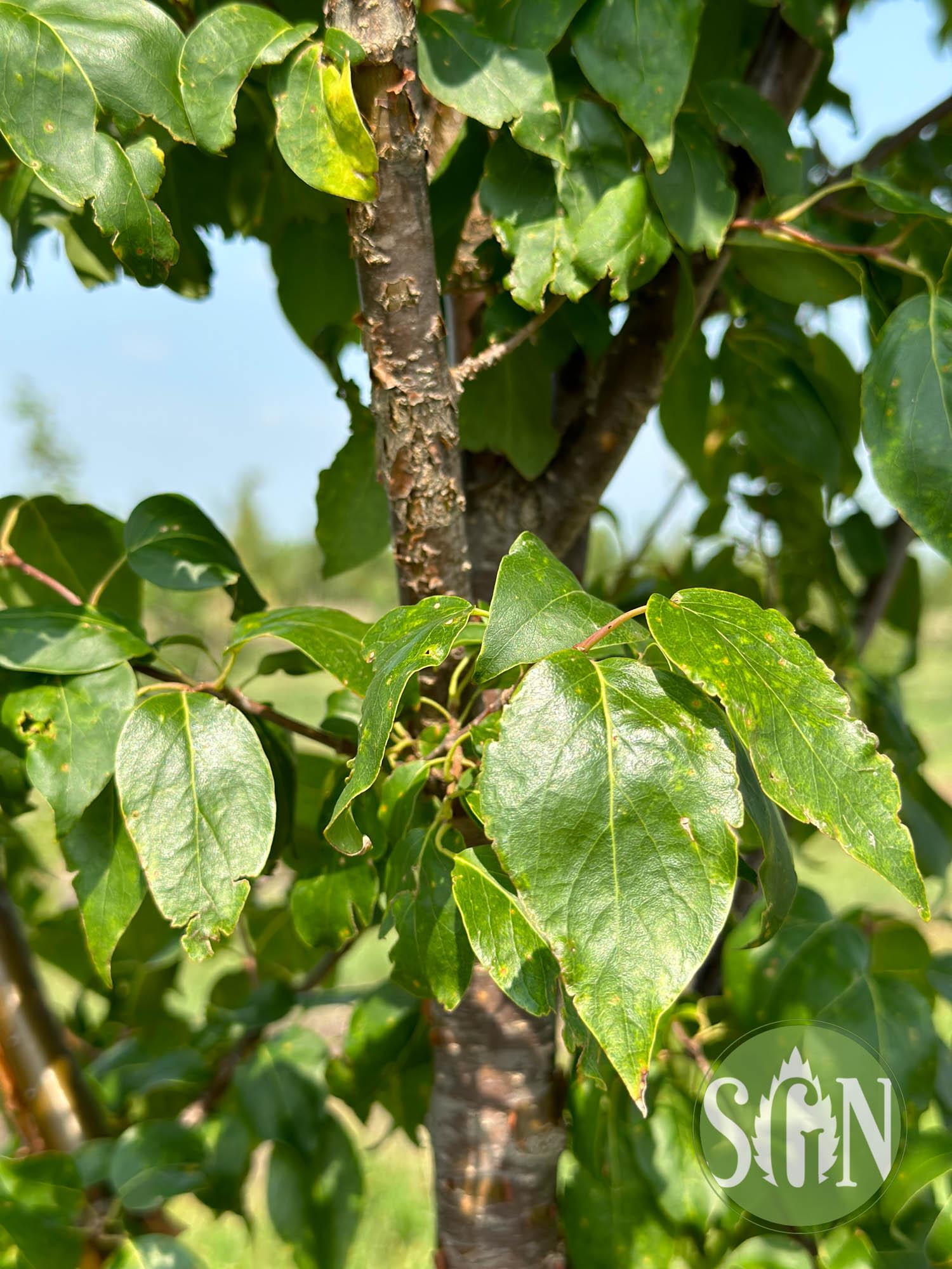 Syringa Pekinensis Great Wall - View 14 from www redcrocus com