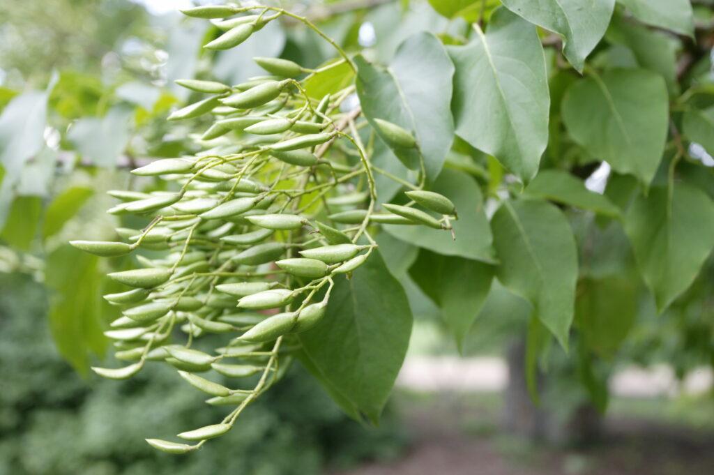 Syringa Pekinensis Great Wall - View 15 from www redcrocus com