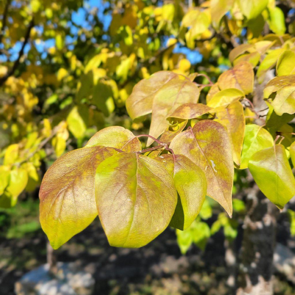 Syringa Pekinensis Great Wall - View 16 from www redcrocus com