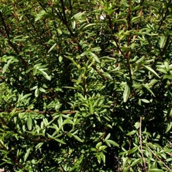 Syringa Pekinensis Great Wall - View 18 from www redcrocus com