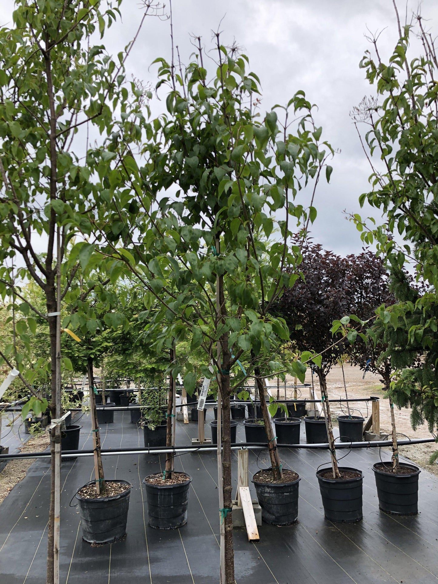 Syringa Pekinensis Great Wall - View 1 from www redcrocus com