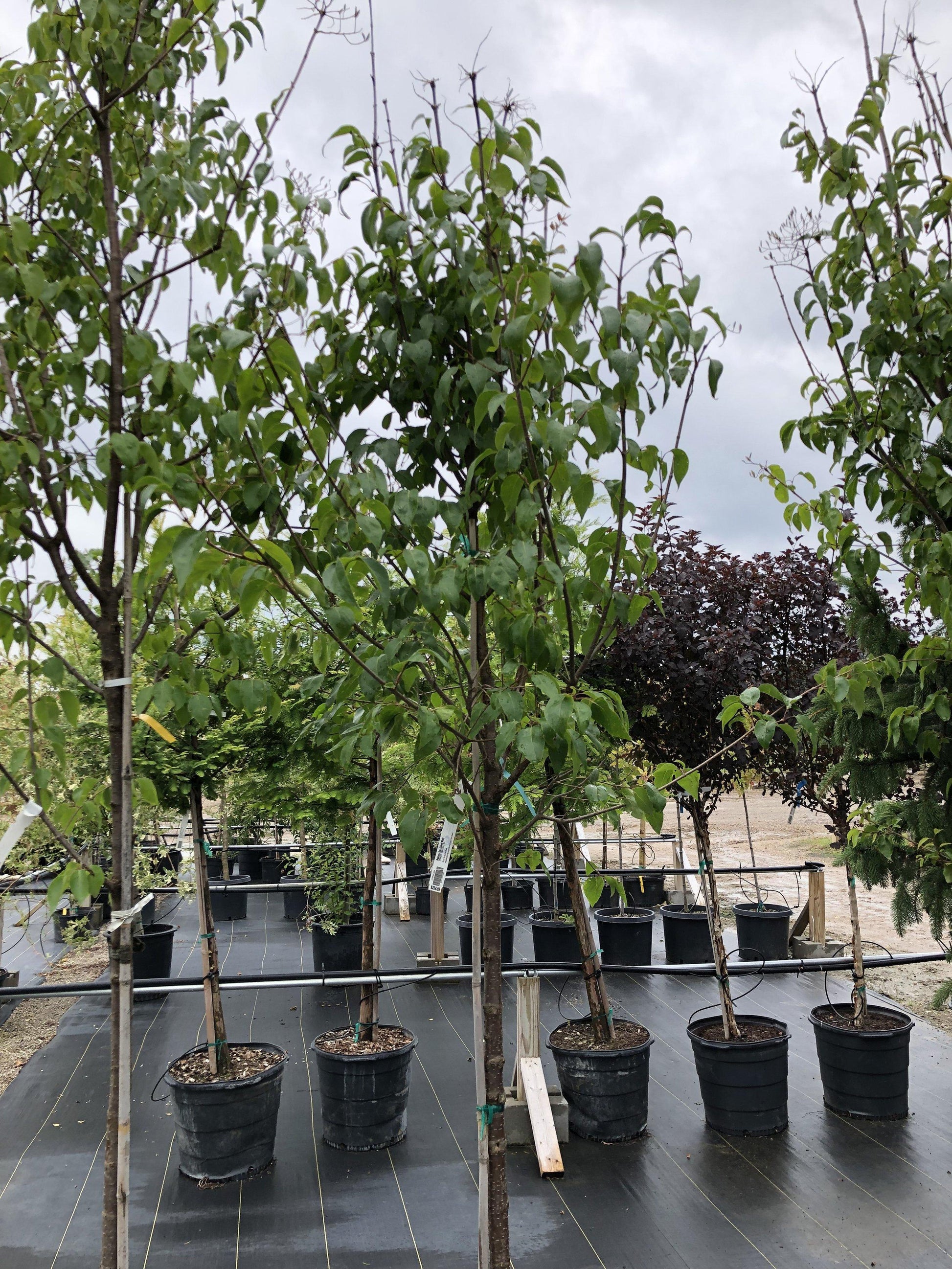 Syringa Pekinensis Great Wall - View 1 from www redcrocus com