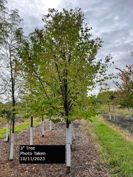 Syringa Pekinensis Great Wall - View 2 from www redcrocus com