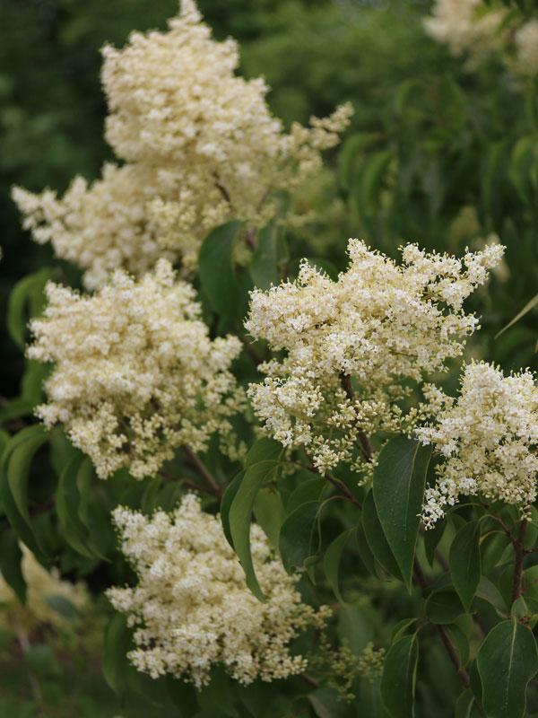 Syringa Pekinensis Great Wall - View 3 from www redcrocus com