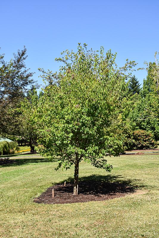Syringa Pekinensis Great Wall - View 4 from www redcrocus com