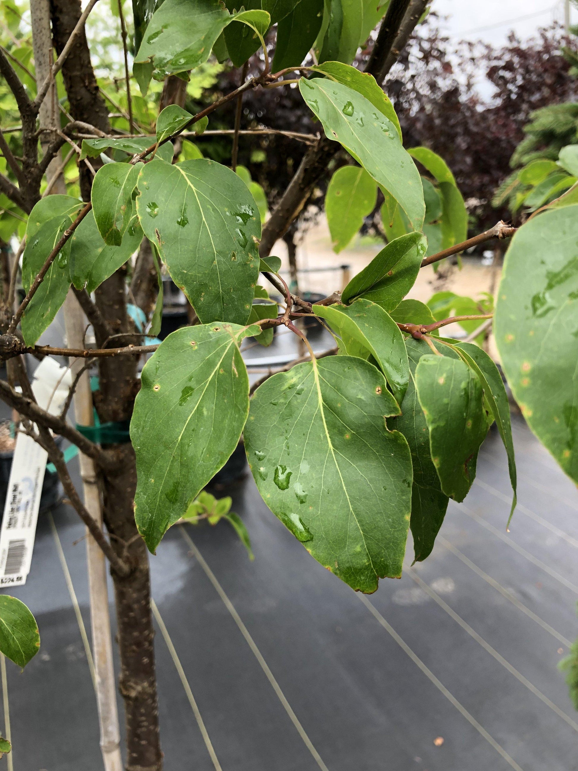 Syringa Pekinensis Great Wall - View 5 from www redcrocus com