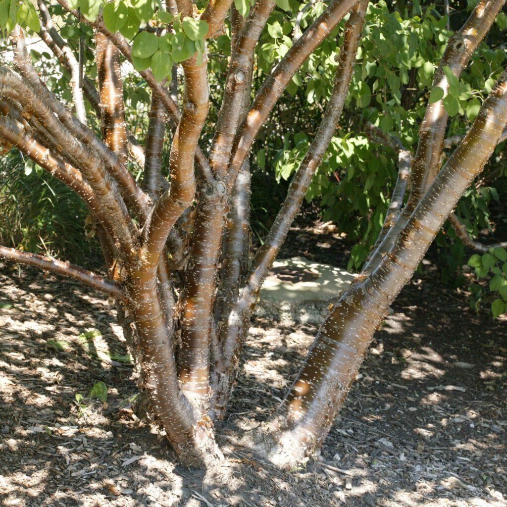 Syringa Pekinensis Great Wall - View 6 from www redcrocus com