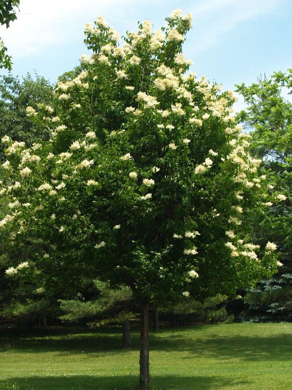 Syringa Pekinensis Great Wall - View 7 from www redcrocus com