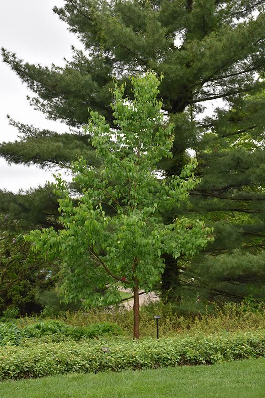 Syringa Pekinensis Great Wall - View 8 from www redcrocus com