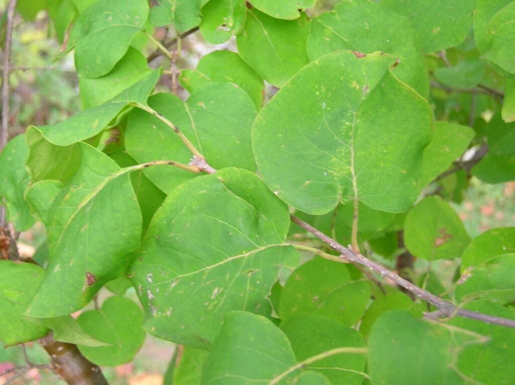 Syringa Pekinensis Great Wall - View 9 from www redcrocus com