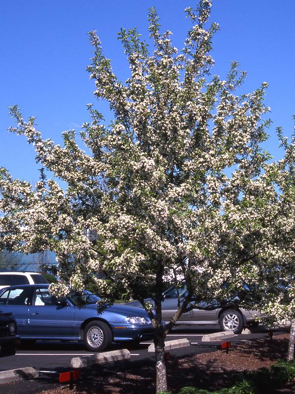 Malus Red Jewel - View 10 from www redcrocus com