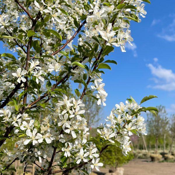 Malus Red Jewel - View 15 from www redcrocus com