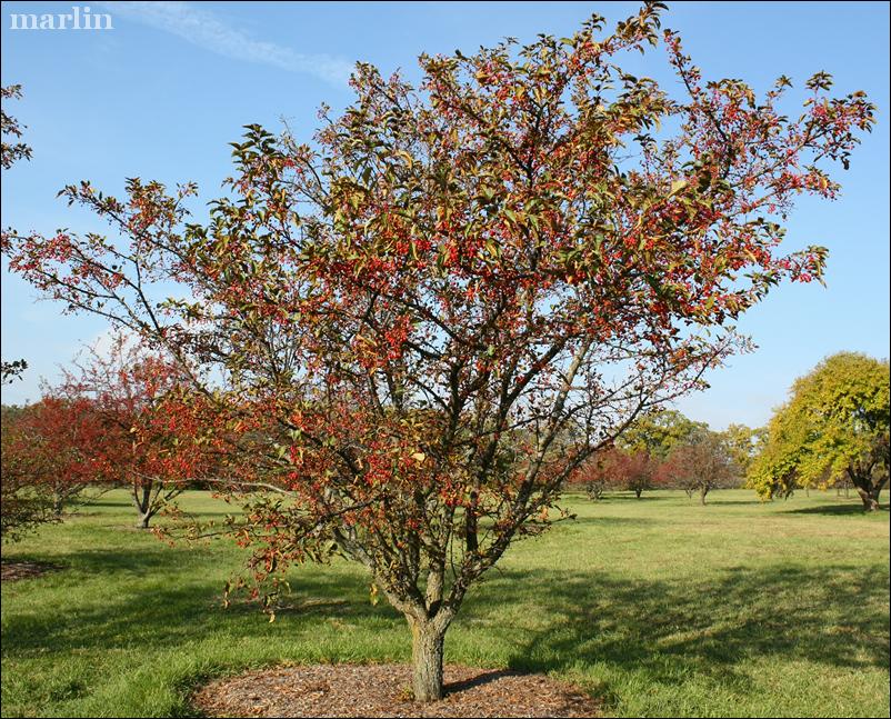 Malus Red Jewel - View 16 from www redcrocus com