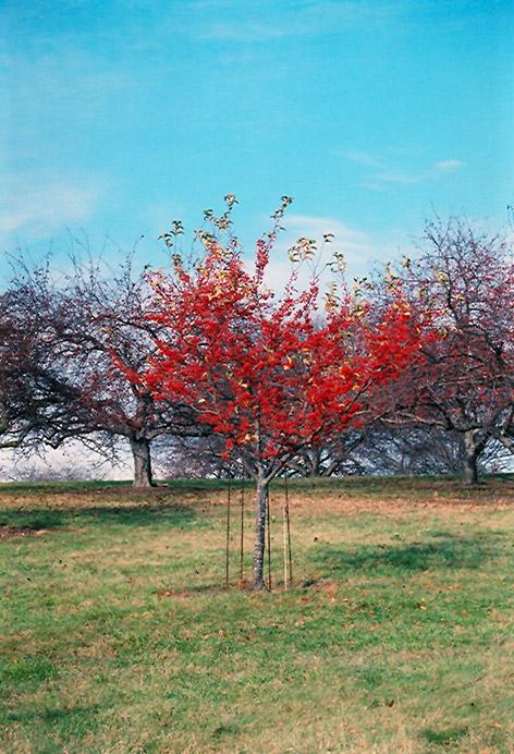 Malus Red Jewel - View 17 from www redcrocus com