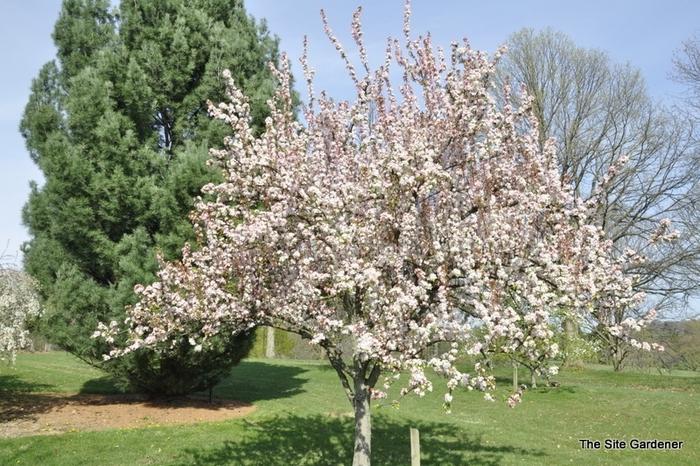 Malus Red Jewel - View 2 from www redcrocus com