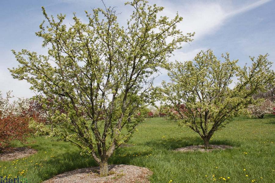 Malus Red Jewel - View 4 from www redcrocus com