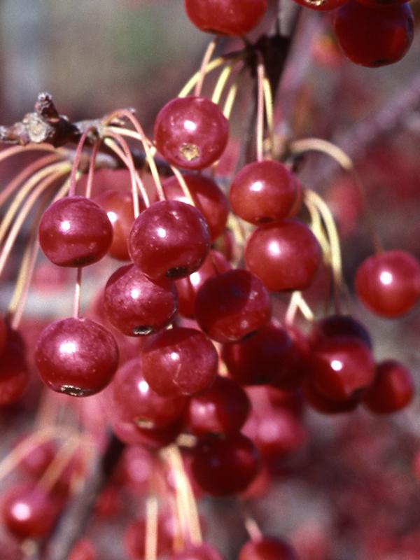 Malus Red Jewel - View 6 from www redcrocus com