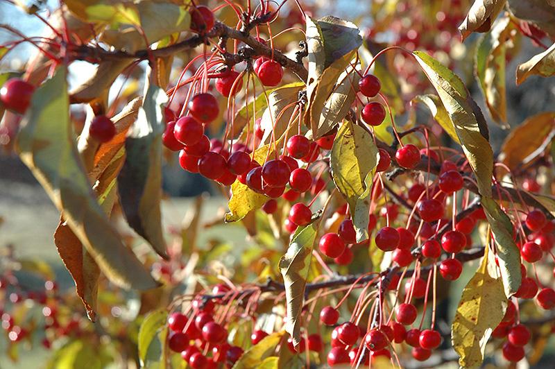 Malus Red Jewel - View 7 from www redcrocus com