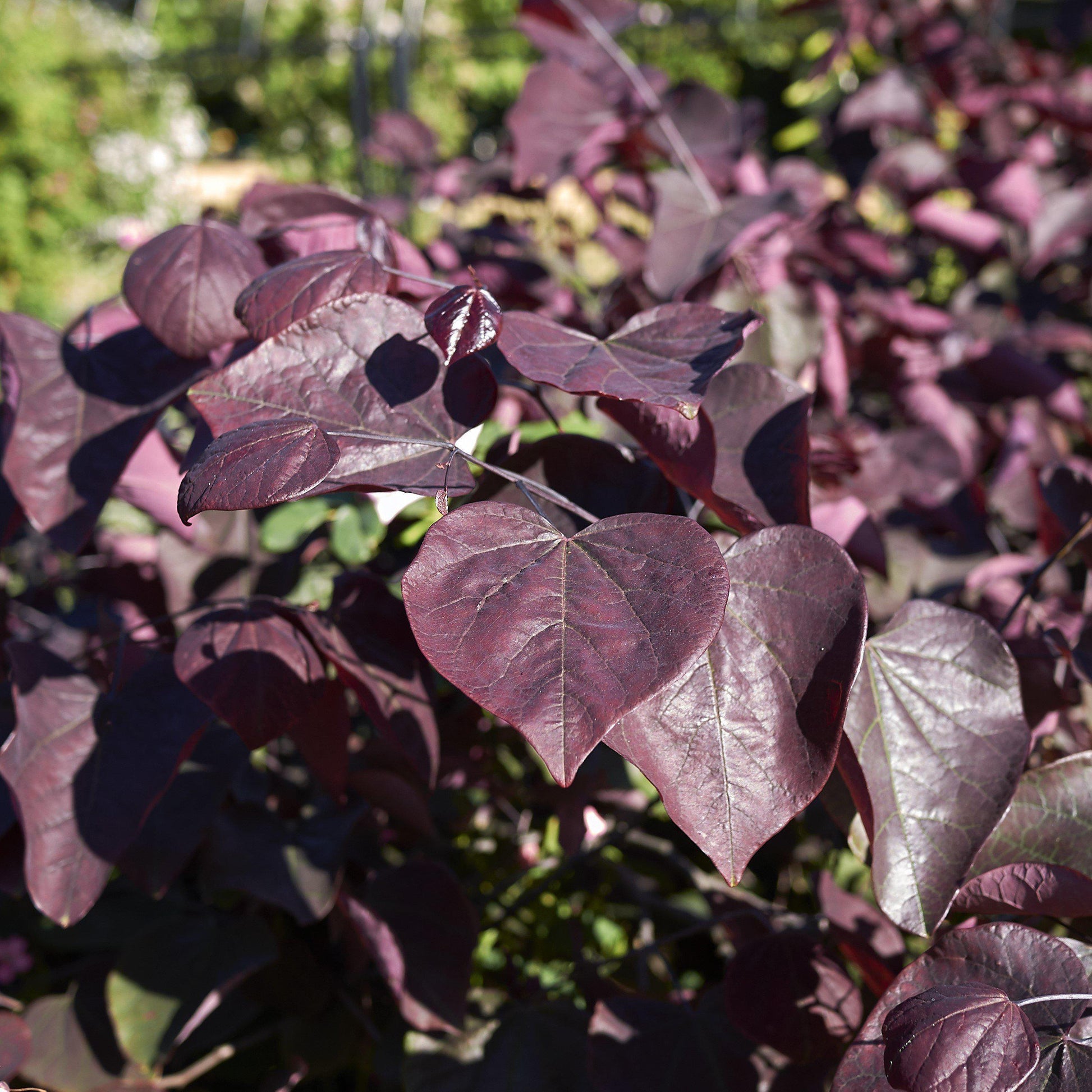 Cercis Canadensis Black Pearl Single Stem - View 8 from www redcrocus com